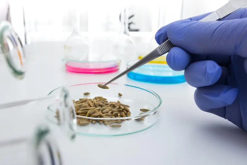 Gloved laboratory worker using tweezers to examine seeds in a glass Petri dish